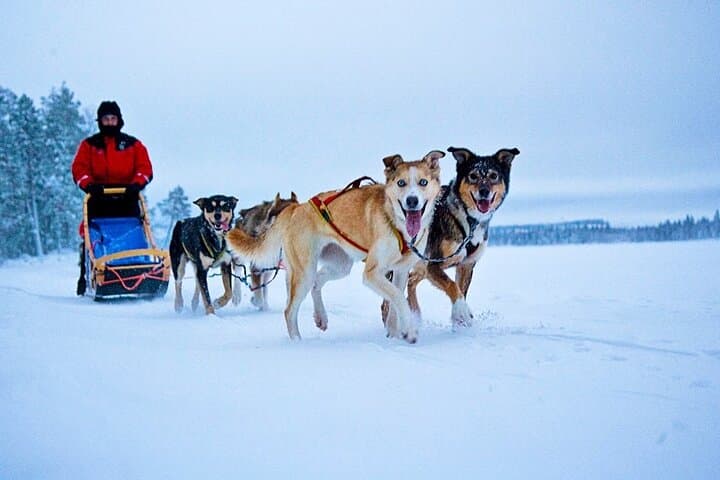Self-Drive Husky Sled Ride in Rovaniemi: 5km Lapland Adventure