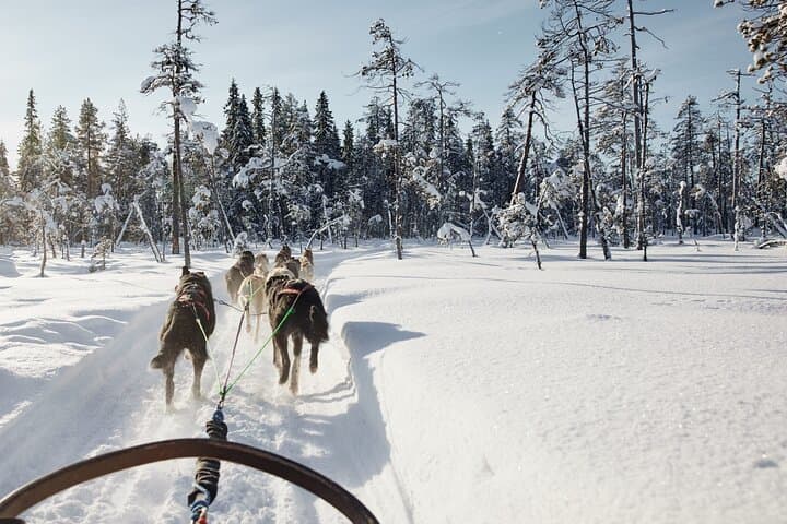Self-Drive Husky Sled Ride in Rovaniemi: 5km Lapland Adventure photo 6
