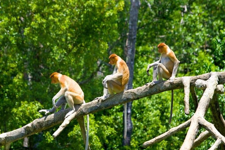 Klias River Firefly Cruise with Dinner from Kota Kinabalu