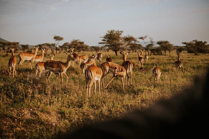 Full-Day Tarangire Safari & Maasai Village Visit — Elephants, Baobabs and Riverside Lunch photo 2