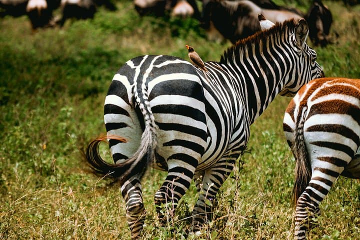 Full-Day Tarangire Safari & Maasai Village Visit — Elephants, Baobabs and Riverside Lunch photo 3