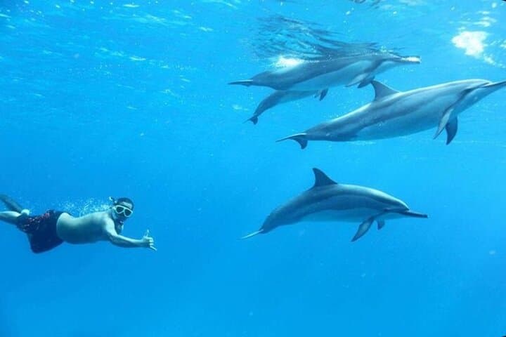 Dolphin House Snorkel & Intro Dive at Samadai Reef — Marsa Alam Red Sea Adventure