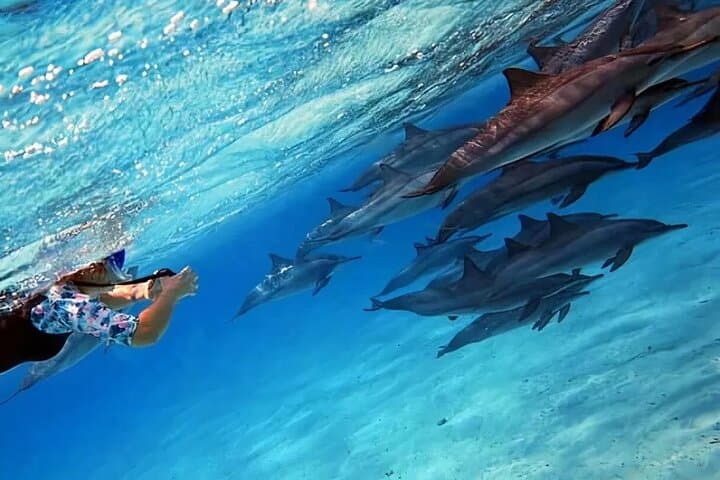Dolphin House Snorkel & Intro Dive at Samadai Reef — Marsa Alam Red Sea Adventure photo 2