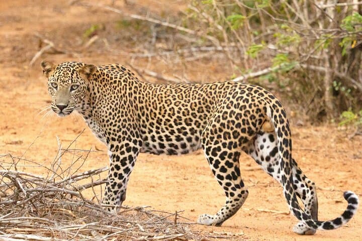 Yala National Park Safari Tours: Half-Day & Full-Day Wildlife Safaris photo 3