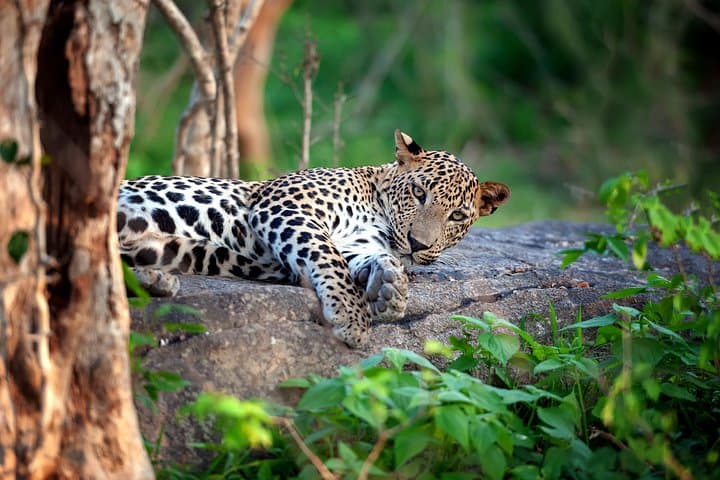 8-Day Sri Lanka Cultural and Coastal Tour: Sigiriya, Kandy & Mirissa photo 1