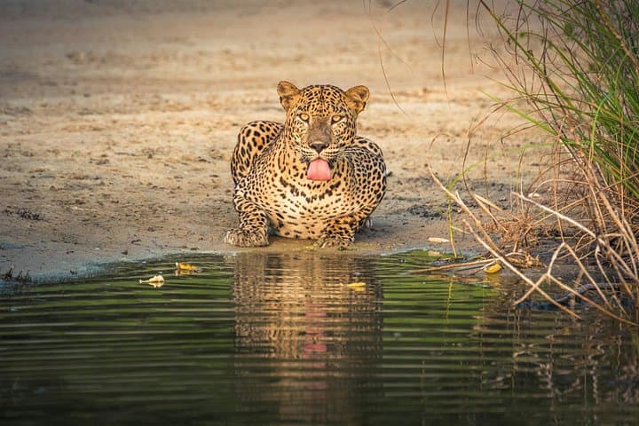 Yala National Park Safari Tours: Half-Day & Full-Day Wildlife Safaris photo 2