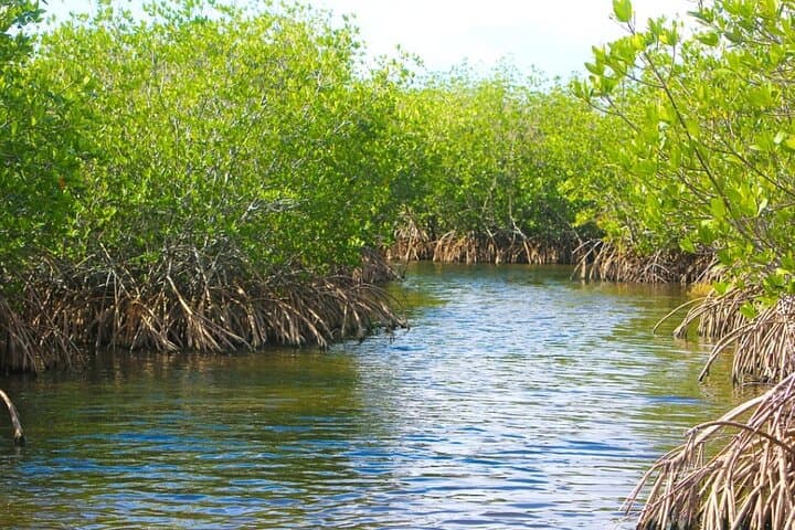 Naples Half-Day Private Eco Tour & Shelling Trip — Dolphins, Manatees and Backwater Shelling photo 6
