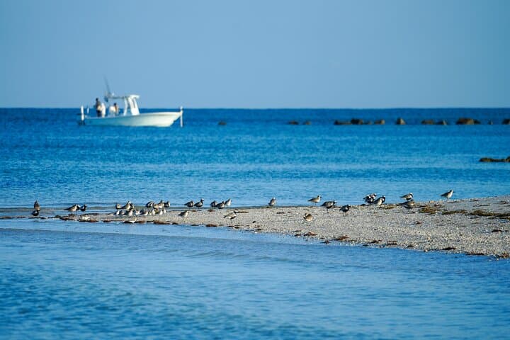 Naples Half-Day Private Eco Tour & Shelling Trip — Dolphins, Manatees and Backwater Shelling photo 3