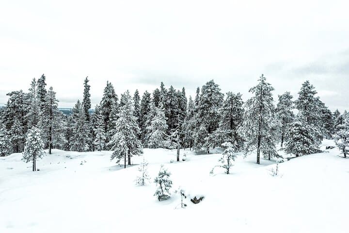 Rovaniemi Snowshoe Tour: Guided Forest Walk with Open-Fire Picnic photo 2