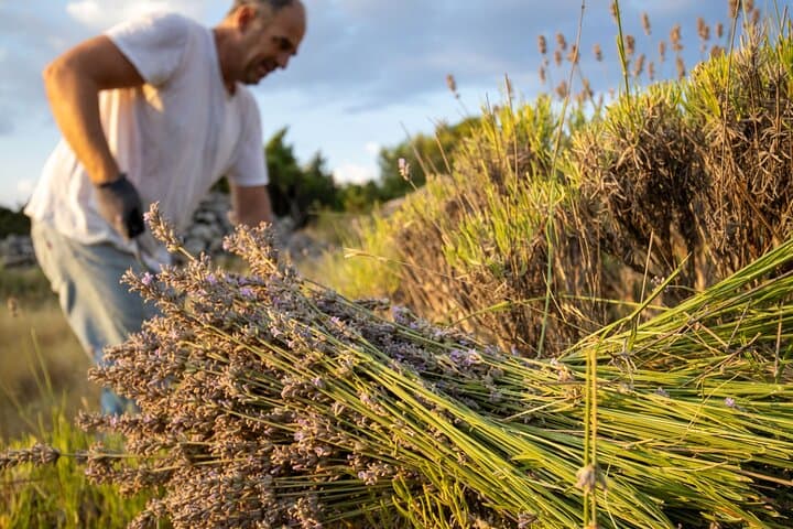 Hvar Lavender Tour: Lavender Fields, Honey Tasting & Family Farm Visit