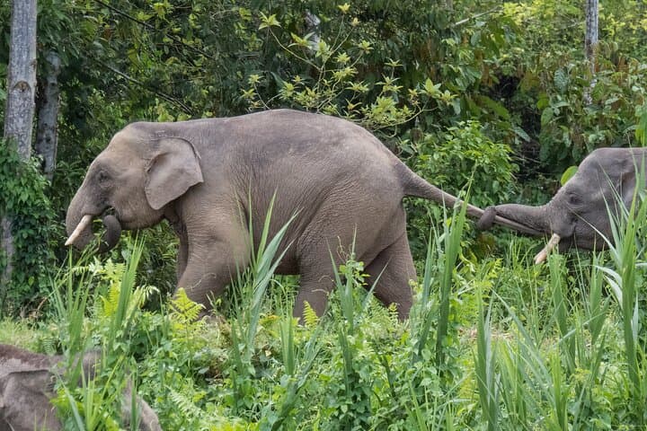 2-Day Sukau Rainforest Wildlife Cruise: Kinabatangan River Wildlife Escape from Sandakan photo 5