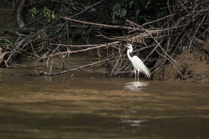 2-Day Sukau Rainforest Wildlife Cruise: Kinabatangan River Wildlife Escape from Sandakan photo 6