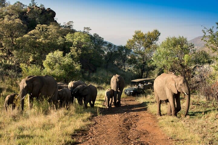 3-Day Pilanesberg National Park Safari: Big Five Game Drives from Johannesburg photo 2