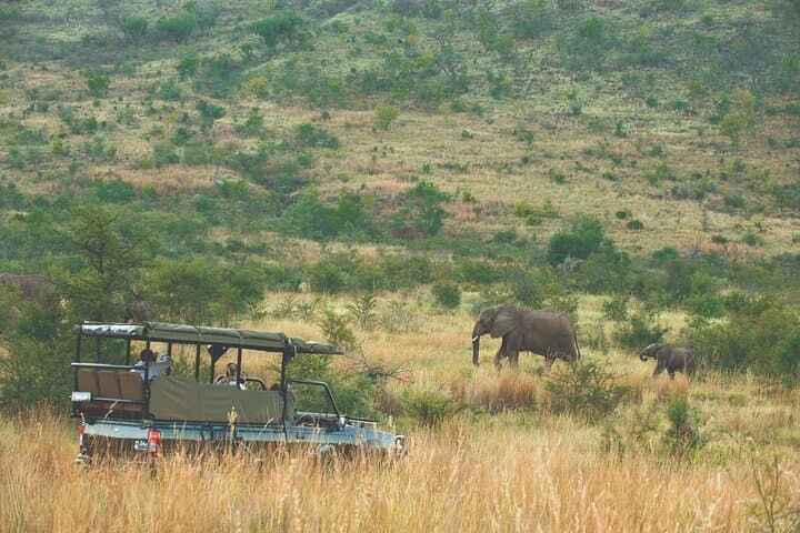 3-Day Pilanesberg National Park Safari: Big Five Game Drives from Johannesburg