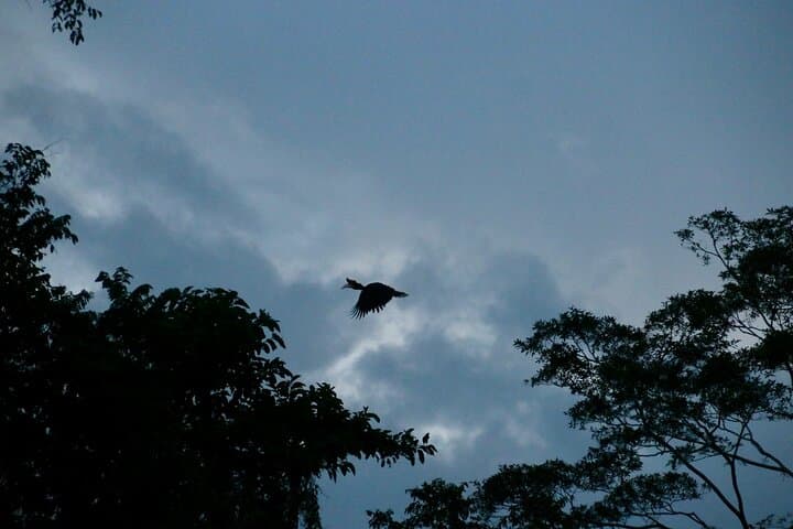 2-Day Sukau Rainforest Wildlife Cruise: Kinabatangan River Wildlife Escape from Sandakan photo 2