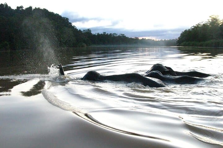 2-Day Sukau Rainforest Wildlife Cruise: Kinabatangan River Wildlife Escape from Sandakan photo 3