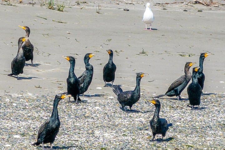 Whale Watching Cruise from Port Townsend: Salish Sea Wildlife Adventure photo 4