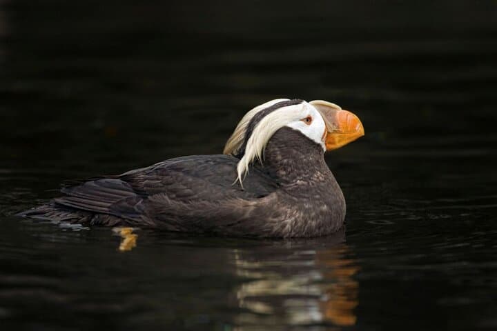 Wildlife Kayak Tour at Fort Flagler State Park — Sea Kayaking & Tidepool Eco-Adventure photo 5