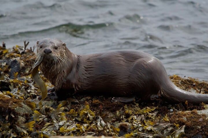 Wildlife Kayak Tour at Fort Flagler State Park — Sea Kayaking & Tidepool Eco-Adventure photo 6