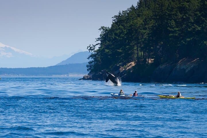 Wildlife Kayak Tour at Fort Flagler State Park — Sea Kayaking & Tidepool Eco-Adventure photo 4