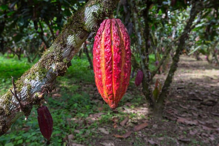 Healing Cacao Ceremony in Palm Springs — Guided Mayan Cacao, Sound Bath & Breathwork photo 3