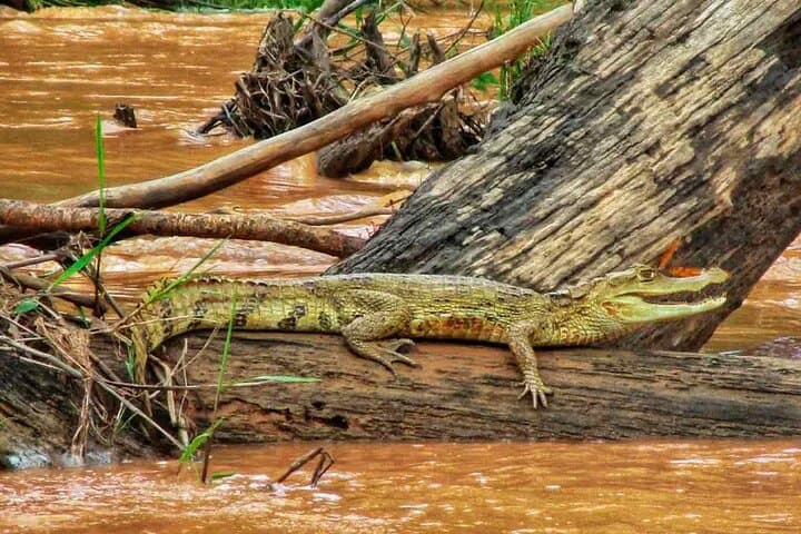 5-Day Amazon Expedition: Tambopata Reserve & Lake Sandoval Wildlife Safari