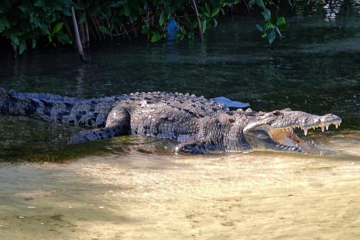 Sian Kaan Bike Tour & Crocodile Bridge Fishing from Tulum