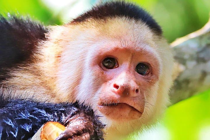 Quepos Mangrove Kayak Tour: Spot Monkeys, Sloths & Coastal Birds on a 2-Hour Guided Paddle photo 1