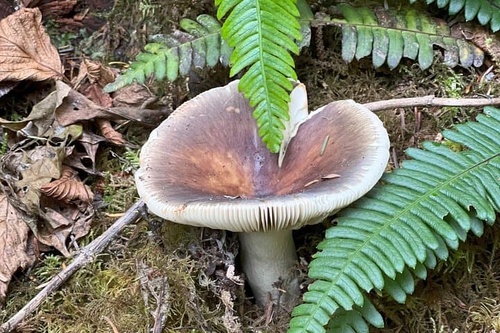 Falls, Forts & Coastal Countryside: Fort Clatsop and Youngs River Falls Half-Day Tour photo 3