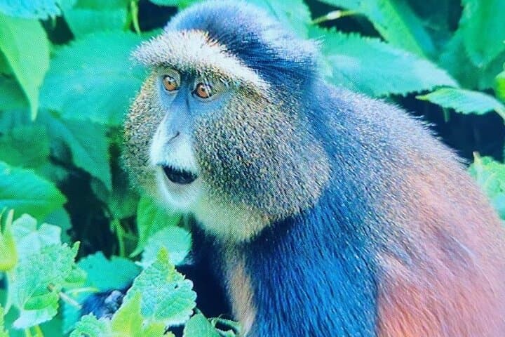 Best of Rwanda: 10-Day Safari for Gorillas, Chimps & Game Drives photo 4