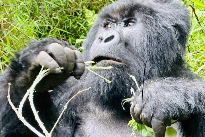 Best of Rwanda: 10-Day Safari for Gorillas, Chimps & Game Drives photo 1