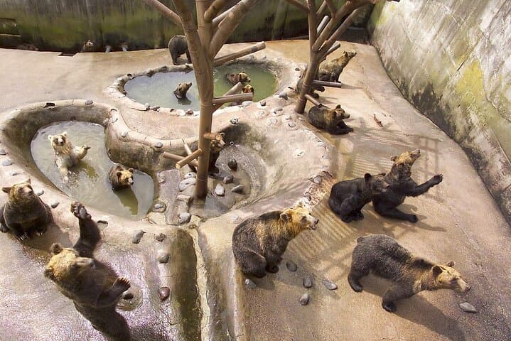 Noboribetsu Bear Park: Ropeway Views and Ezo Brown Bears in Hokkaido photo 2
