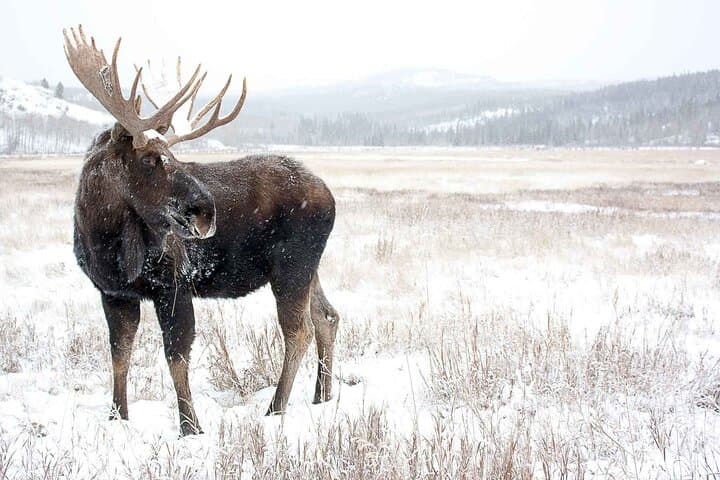 5-Day Active Winter Adventure in Yukon: Snowmobiling, Dog Sledding & Northern Lights photo 5