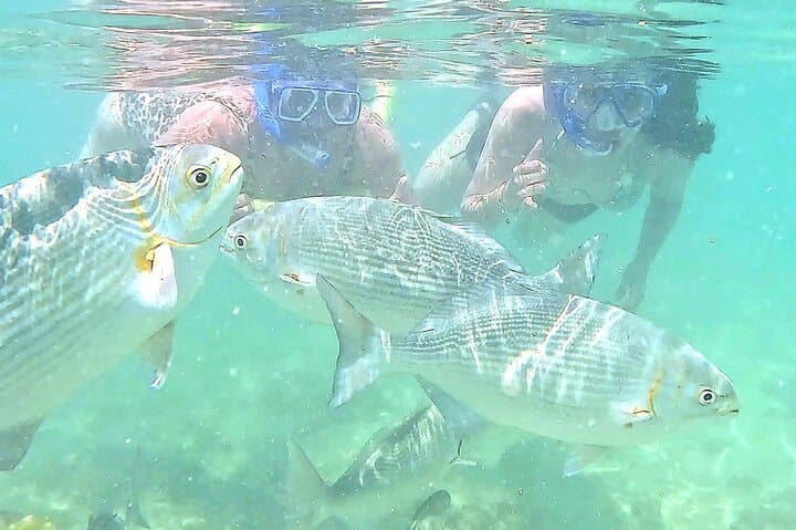 Waikiki Shore Snorkel: Many Fish, Free Photos & Video photo 3