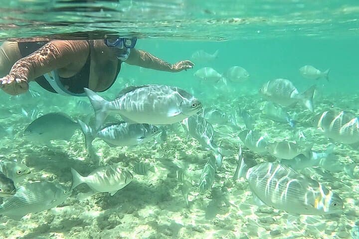 Waikiki Shore Snorkel: Many Fish, Free Photos & Video