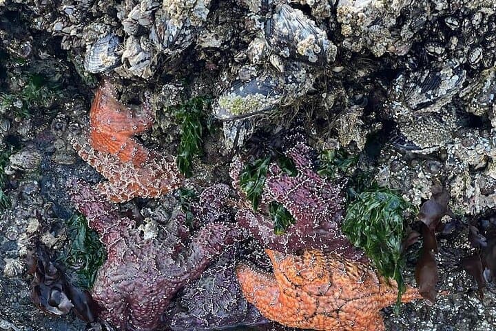Oregon Coast Day Tour: Astoria, Cannon Beach, Haystack Rock & Peter Iredale photo 2