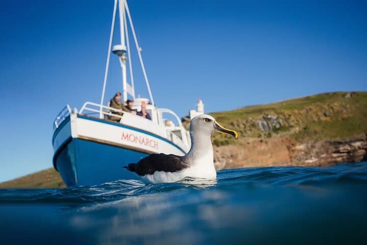 Otago Peninsula Wildlife Cruise from Wellers Rock Wharf — Royal Albatross & Seals