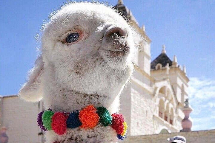 Full-Day Colca Canyon Tour & Condor Viewing from Arequipa photo 6