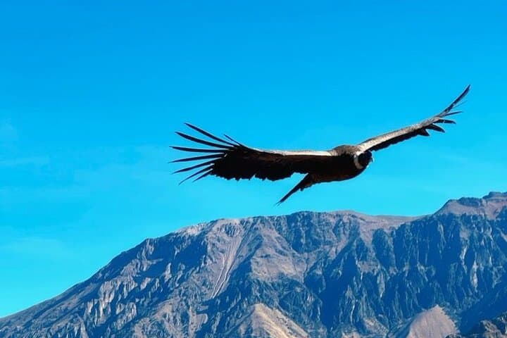 Full-Day Colca Canyon Tour & Condor Viewing from Arequipa
