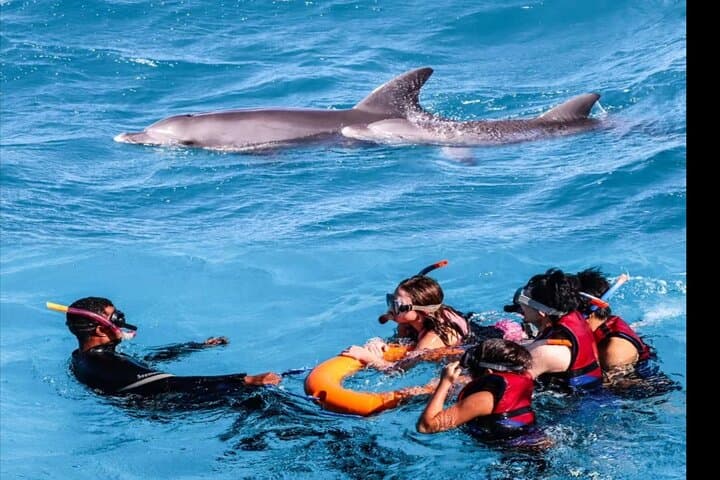 Swim with Wild Dolphins and Snorkel Hurghada's Coral Reefs photo 3