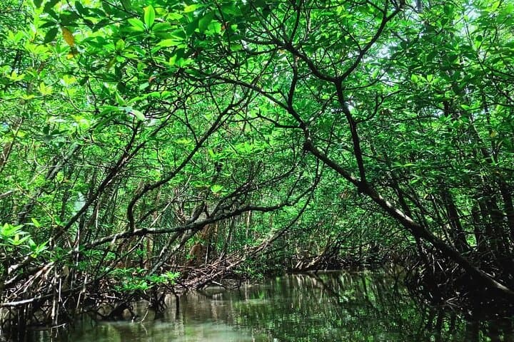 Bintan Half-Day: Desert Dunes, Blue Lake & Mangrove Tour photo 5