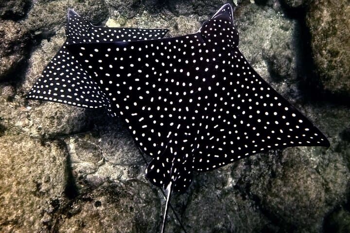 Underwater Photo Shoot at Devil's Stone — Puerto Vallarta Snorkel & Photos photo 3