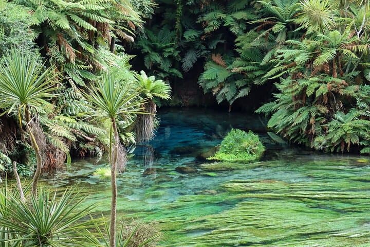 Hobbiton Movie Set & Blue Springs Private Tour from Auckland — Day Trip Guide photo 4