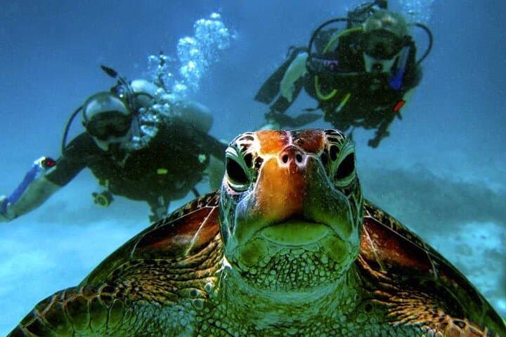 Fethiye Scuba Diving Adventure: Two Boat Dives with Lunch photo 4