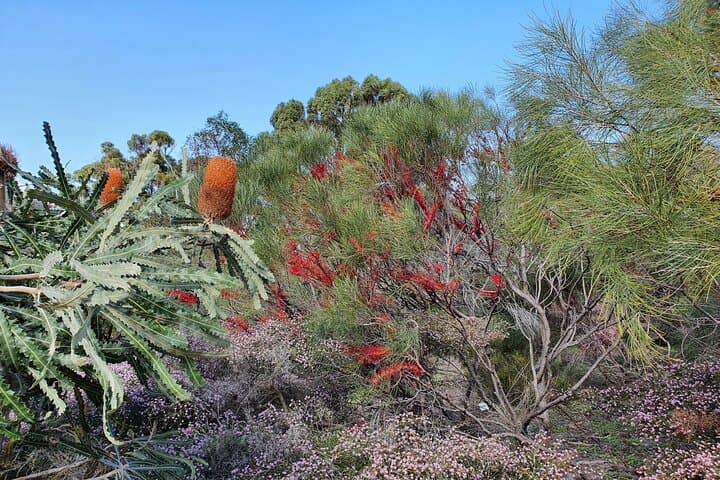Pedals & Petals: Guided Wildflower Bike Tour in Kings Park, Perth photo 4