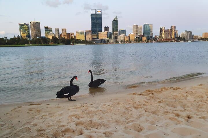 Evening City Lights Kayak Tour South Perth — Swan River Sunset Paddle photo 6