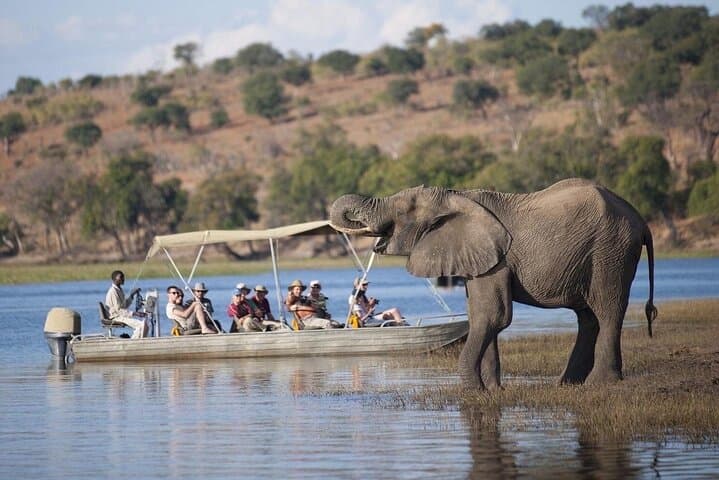 Full-Day Chobe Safari: Game Drive and Chobe River Cruise from Livingstone