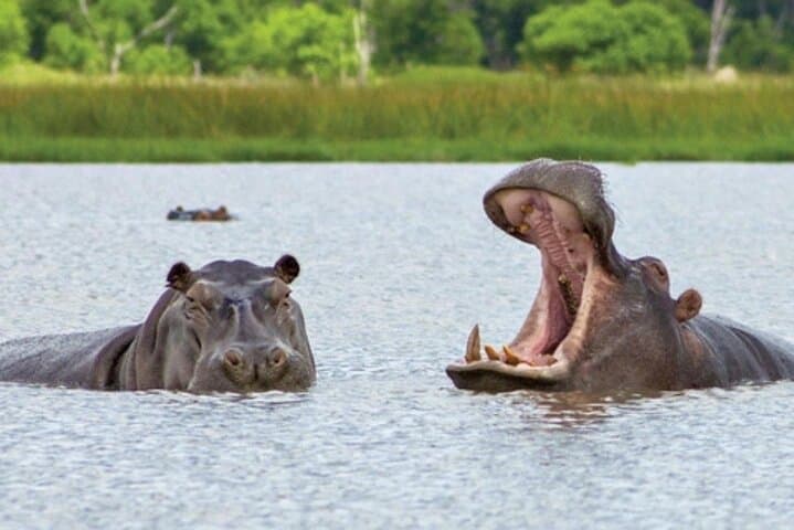 Full-Day Chobe Safari: Game Drive and Chobe River Cruise from Livingstone photo 2