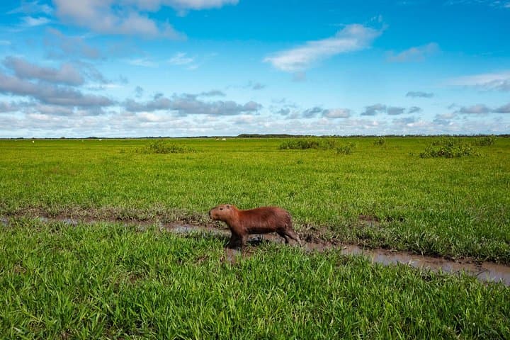 Bolivian Amazon Wildlife Safari: Rurrenabaque & Yacuma River (3–4 Days) photo 4