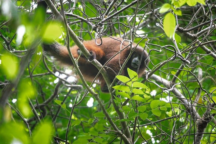 Bolivian Amazon Wildlife Safari: Rurrenabaque & Yacuma River (3–4 Days)